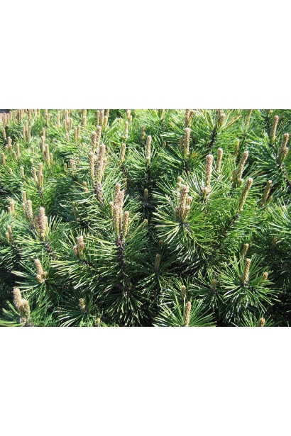 Сосна гірська Гном